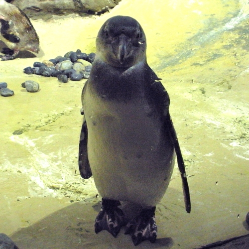 Agulhas, Jenkinsons Aquarium penguin
